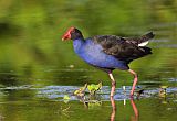 Australasian Swamphen